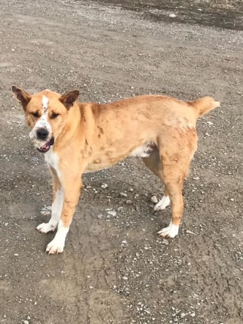 Dog For Adoption Cannon An Australian Cattle Dog Blue Heeler Pit Bull Terrier Mix In Montpelier Id Petfinder