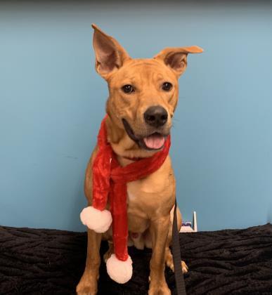 Dog For Adoption Leon A Labrador Retriever German Shepherd Dog Mix In Syracuse Ny Petfinder