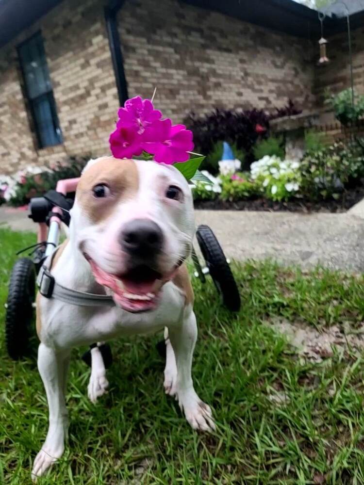 Kahlo, an adoptable Mixed Breed in Deltona, FL, 32738 | Photo Image 1