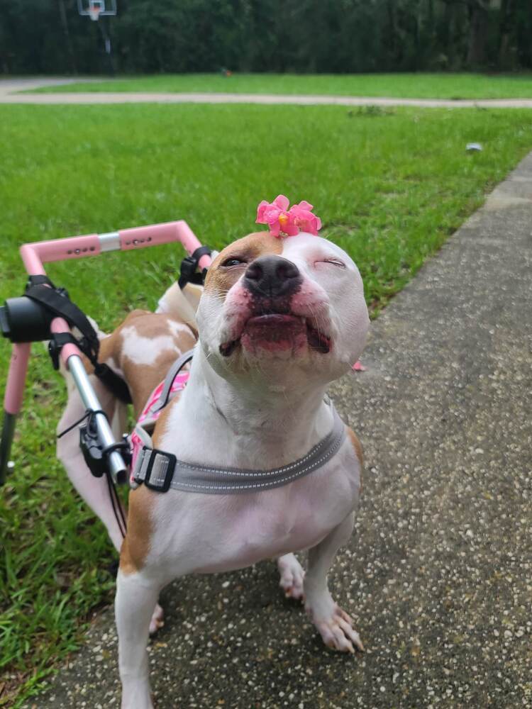 Kahlo, an adoptable Mixed Breed in Deltona, FL, 32738 | Photo Image 3