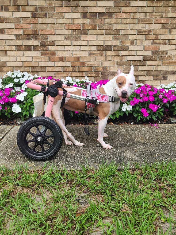 Kahlo, an adoptable Mixed Breed in Deltona, FL, 32738 | Photo Image 4