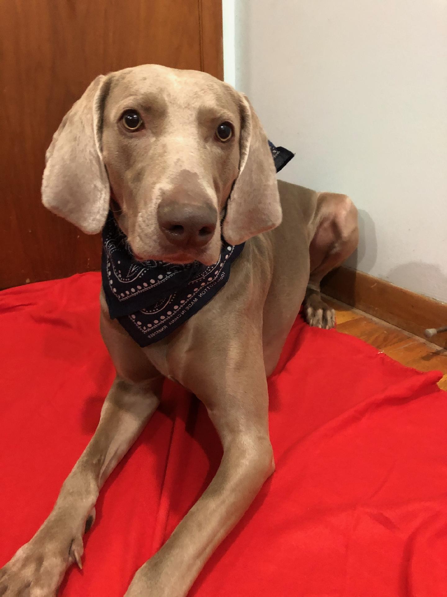 Weimaraner Standards Iowa Weimaraner Rescue