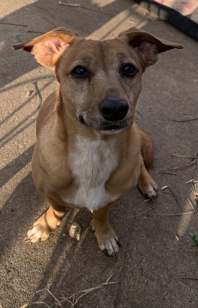 Dog For Adoption Izzy A Dachshund Chihuahua Mix In Warr Acres Ok Petfinder