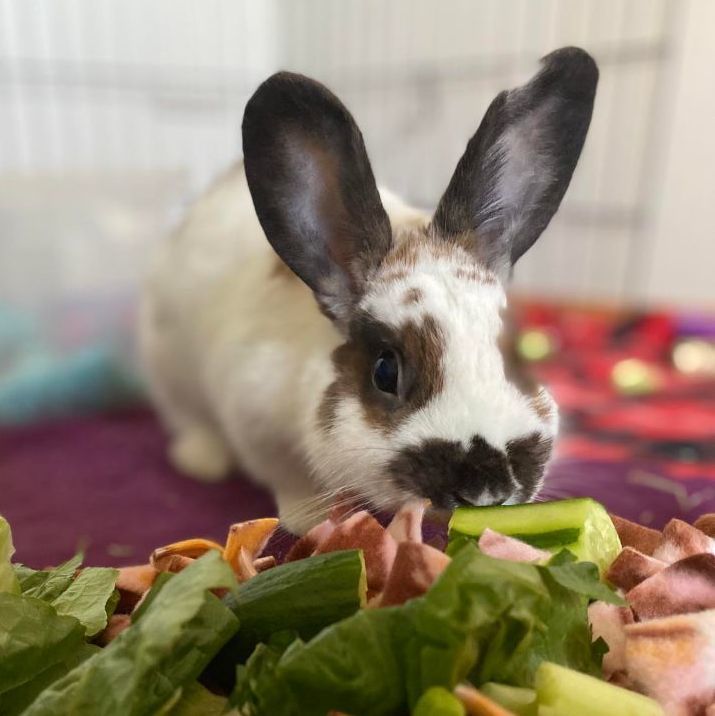 Chanela, an adoptable Bunny Rabbit in Saint Paul, MN_image-2
