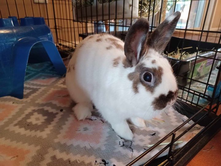 Chanela, an adoptable Bunny Rabbit in Saint Paul, MN_image-3