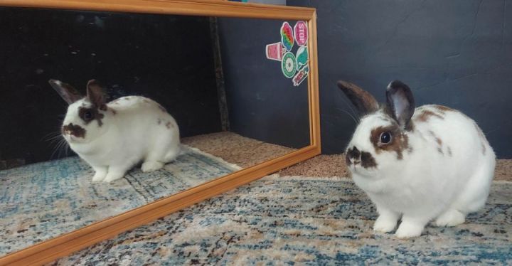 Chanela, an adoptable Bunny Rabbit in Saint Paul, MN_image-5