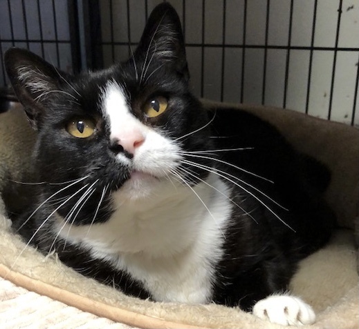 Cat for adoption - Minnie, a Tuxedo in Cortlandt Manor, NY | Petfinder