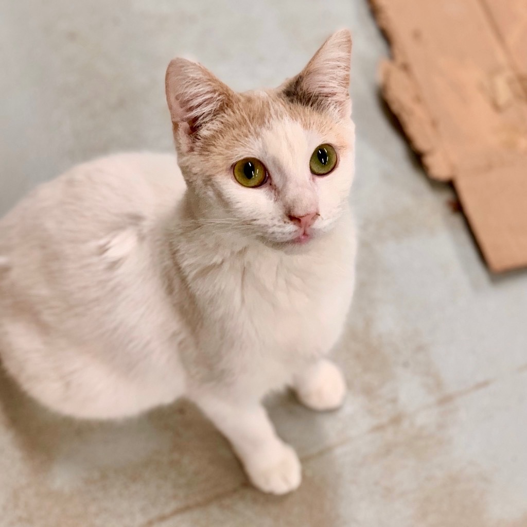 CORAL, an adoptable Domestic Short Hair in Battle Creek, MI, 49017 | Photo Image 1