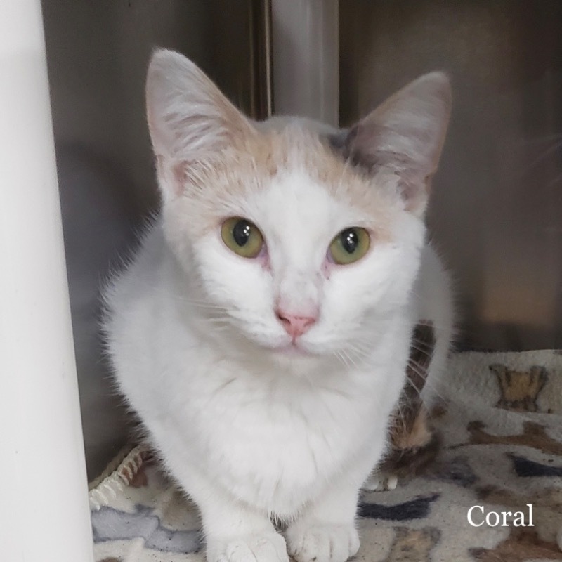 CORAL, an adoptable Domestic Short Hair in Battle Creek, MI, 49017 | Photo Image 2