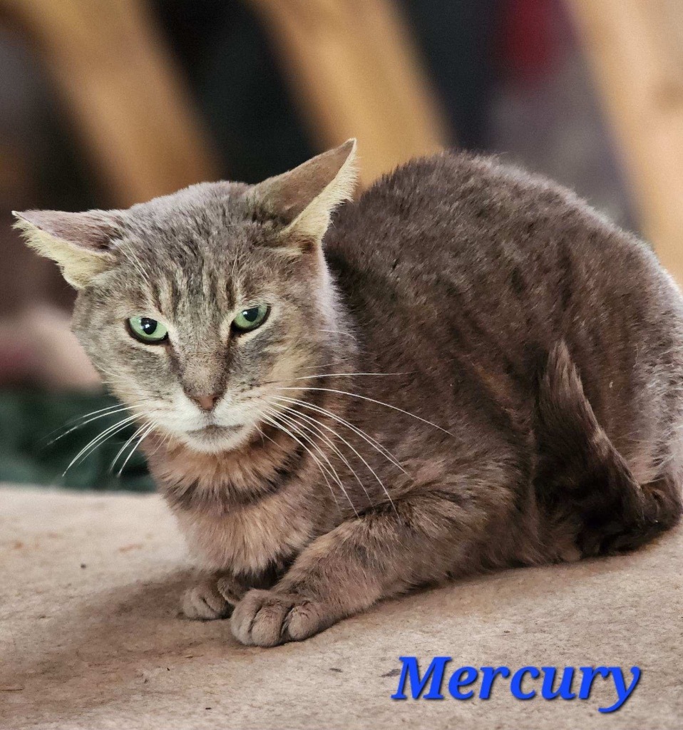 Mercury, an adoptable Domestic Short Hair in Cambridge, MD, 21613 | Photo Image 1