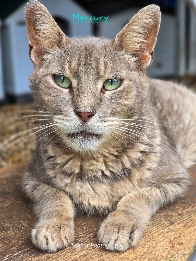 Mercury, an adoptable Domestic Short Hair in Cambridge, MD, 21613 | Photo Image 1