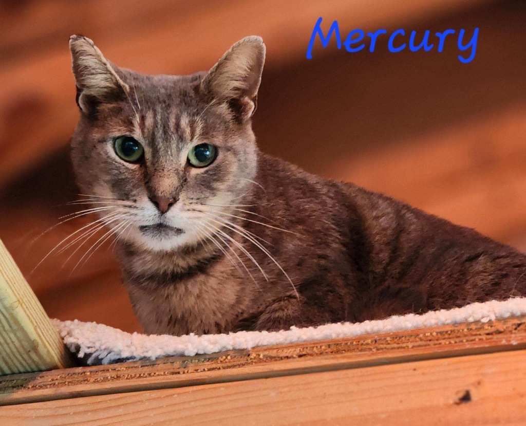 Mercury, an adoptable Domestic Short Hair in Cambridge, MD, 21613 | Photo Image 3