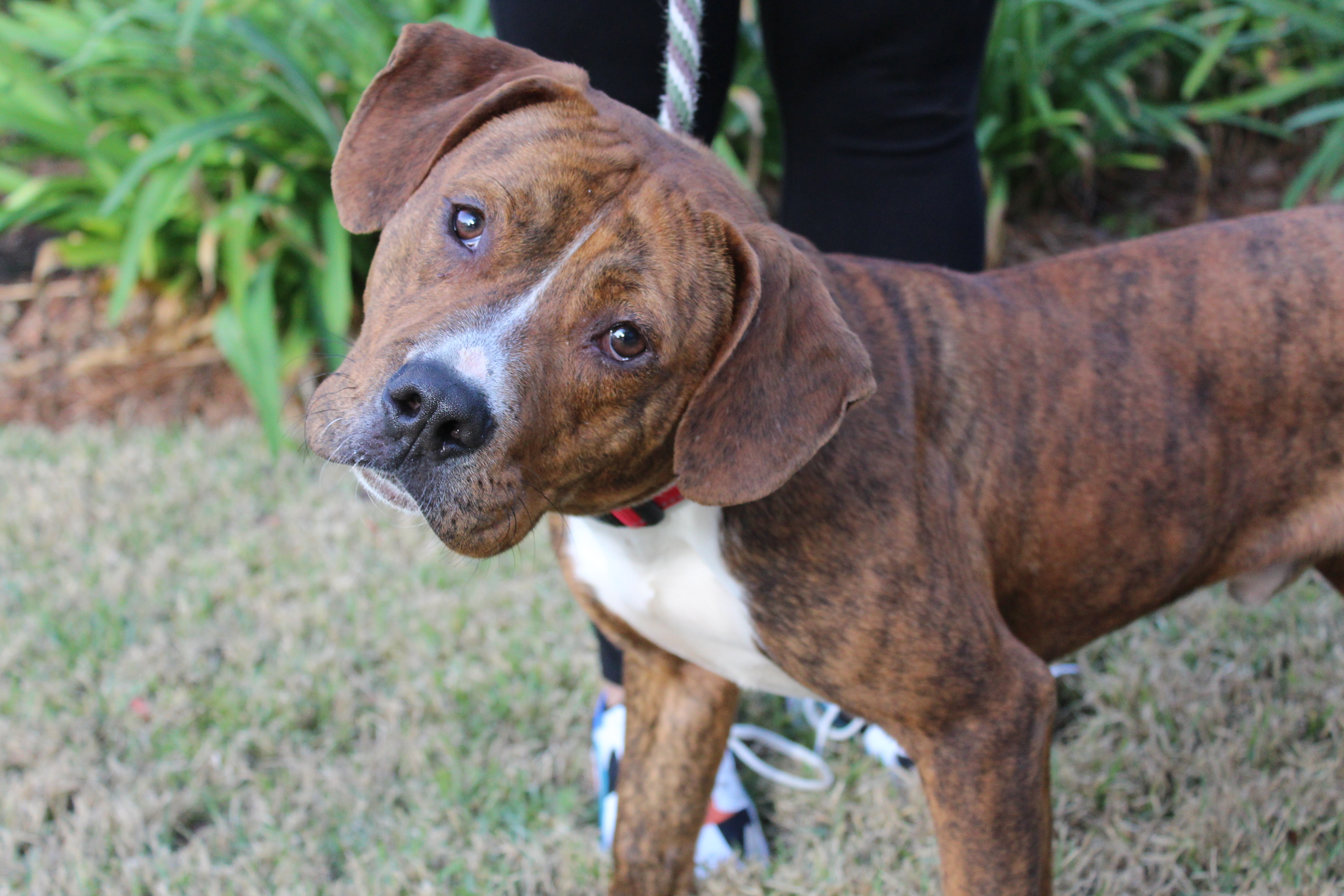 Kevin, an adoptable Basset Hound, American Bulldog in Brunswick, GA, 31525 | Photo Image 1
