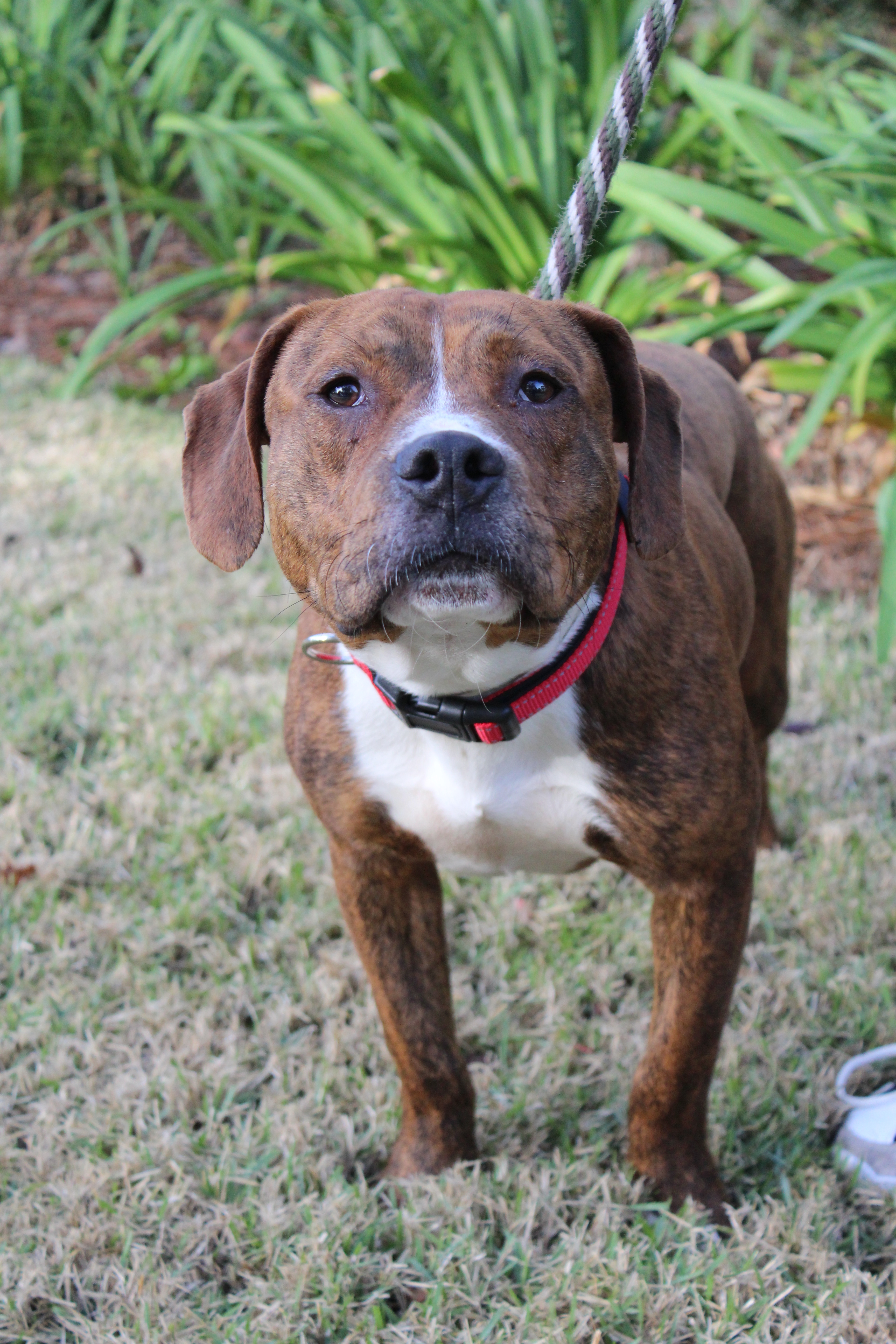Kevin, an adoptable Basset Hound, American Bulldog in Brunswick, GA, 31525 | Photo Image 2