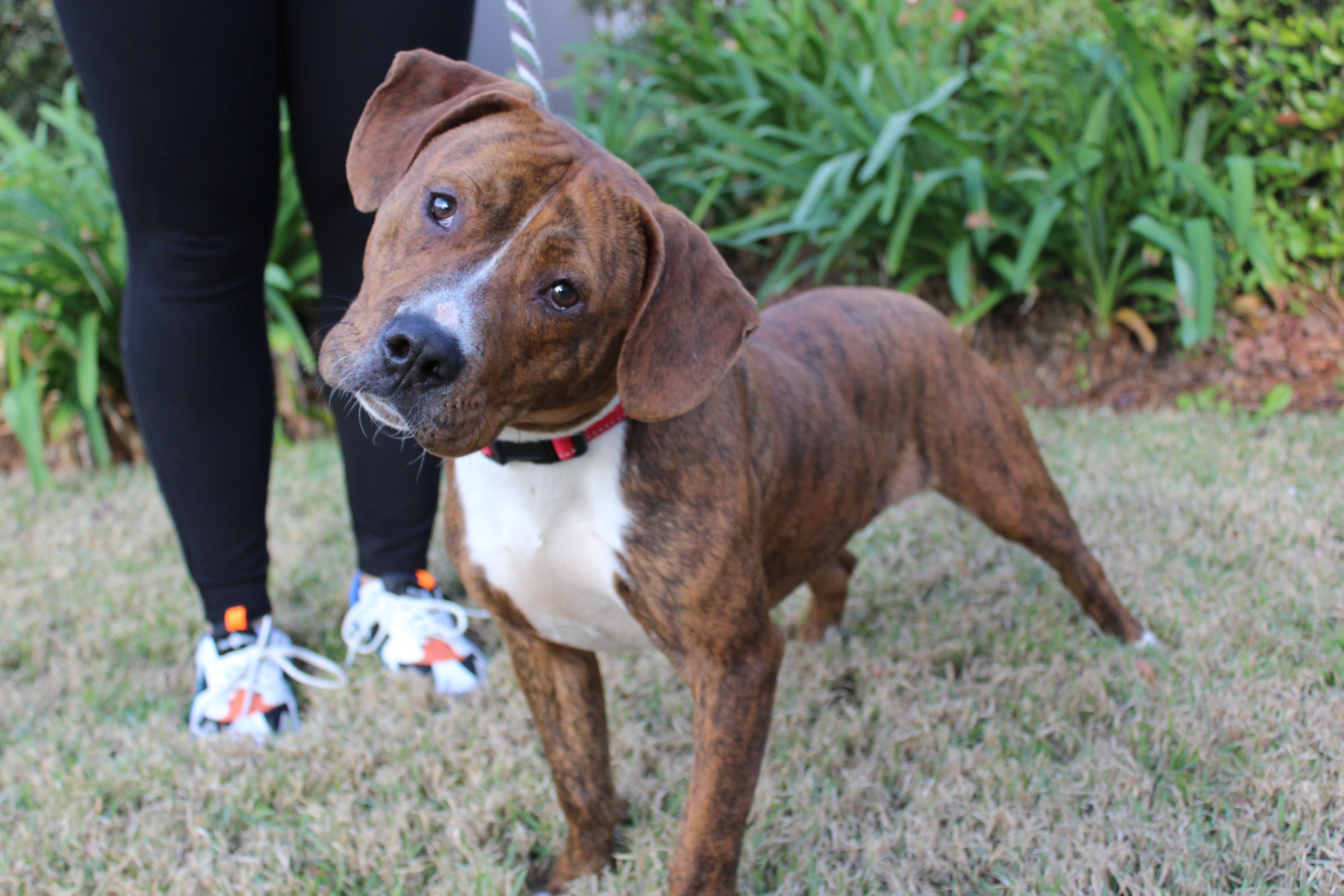 Kevin, an adoptable Basset Hound, American Bulldog in Brunswick, GA, 31525 | Photo Image 3
