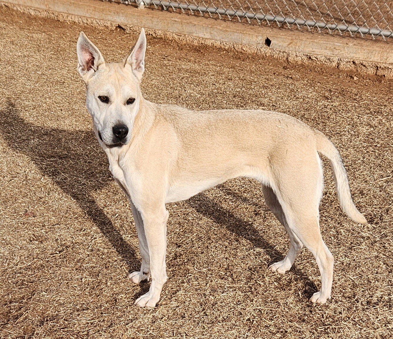 Gloria, an adoptable German Shepherd Dog, Pit Bull Terrier in Clinton, OK, 73601 | Photo Image 1
