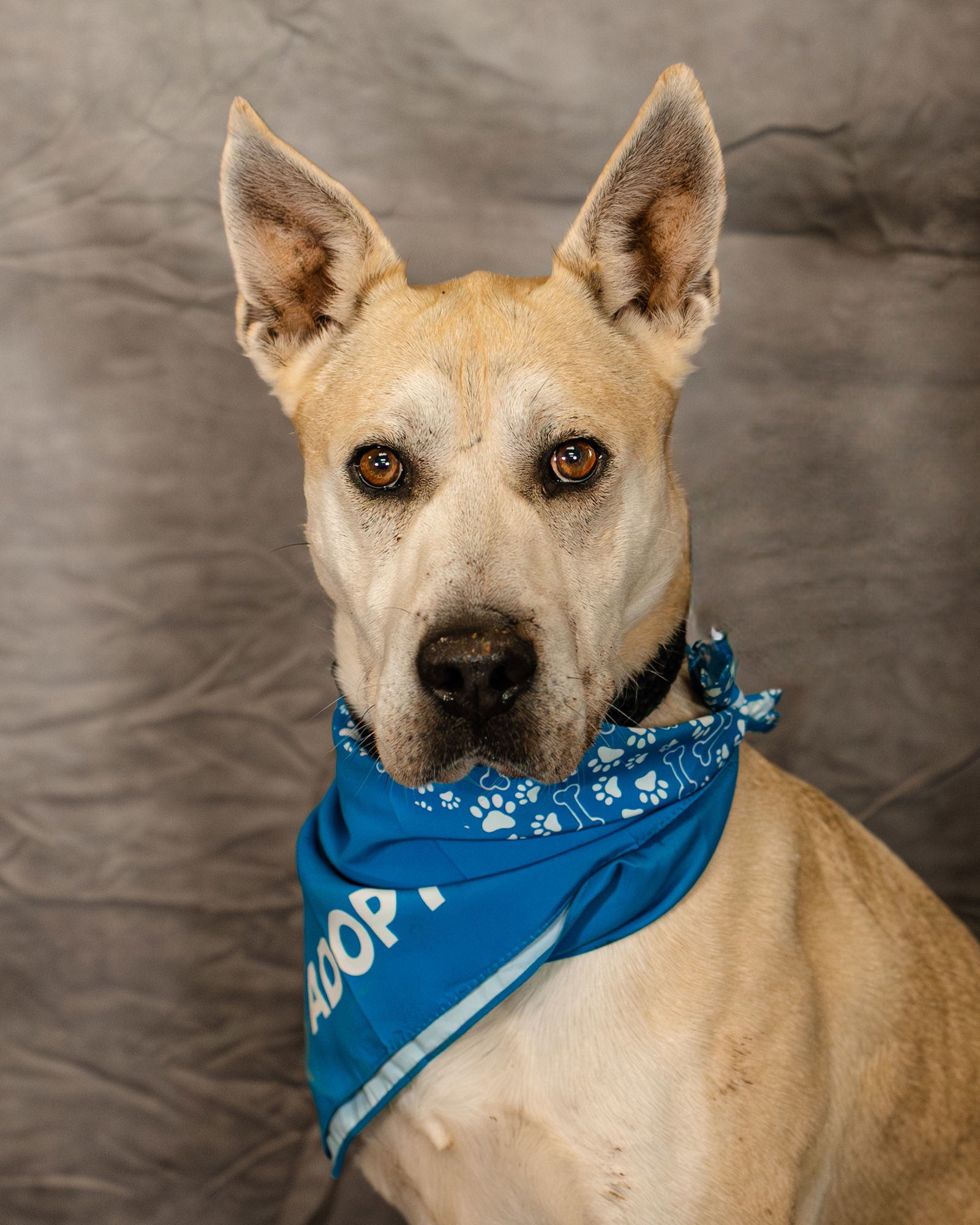Gloria, an adoptable German Shepherd Dog, Pit Bull Terrier in Clinton, OK, 73601 | Photo Image 1