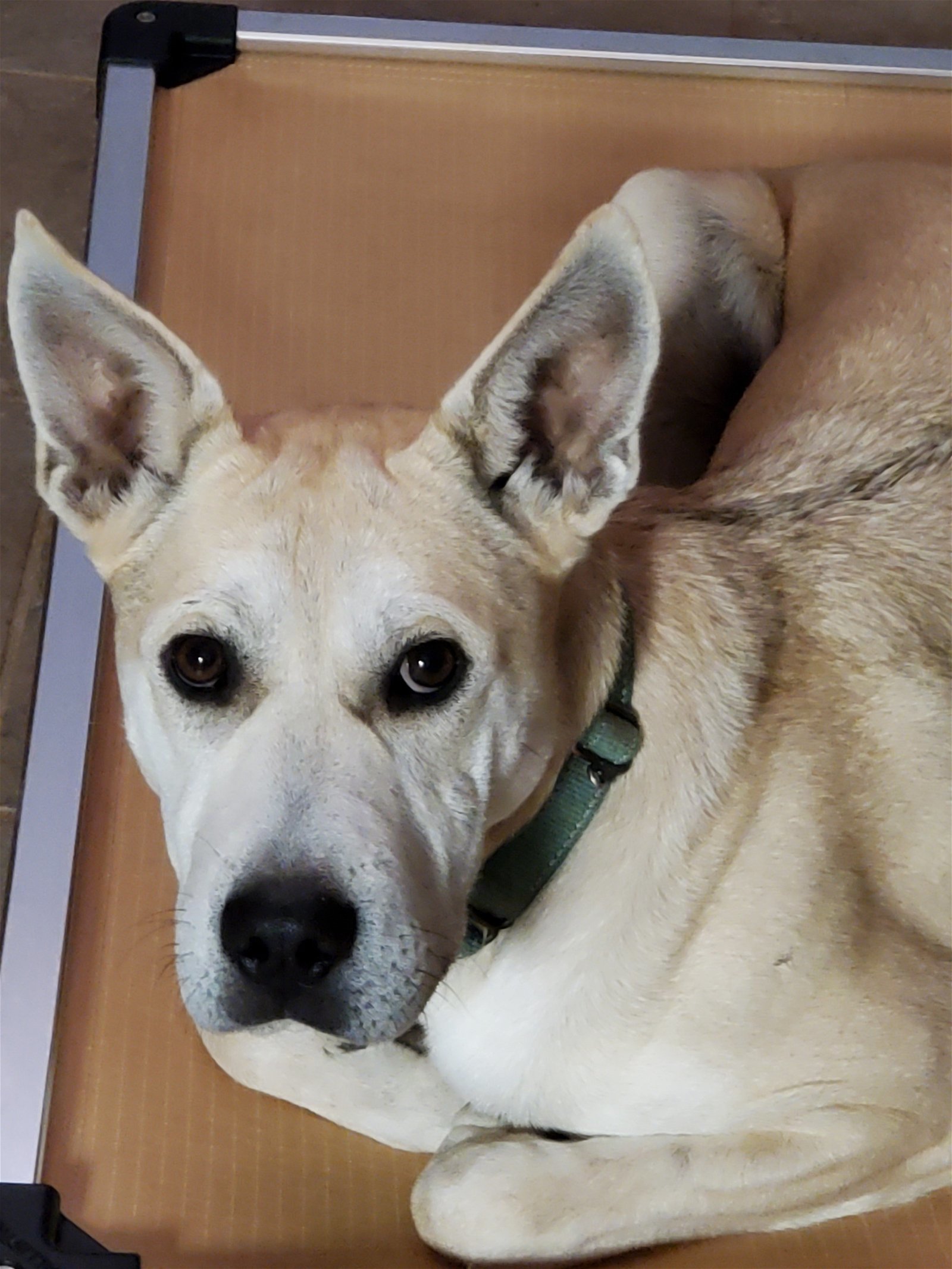Gloria, an adoptable German Shepherd Dog, Pit Bull Terrier in Clinton, OK, 73601 | Photo Image 2