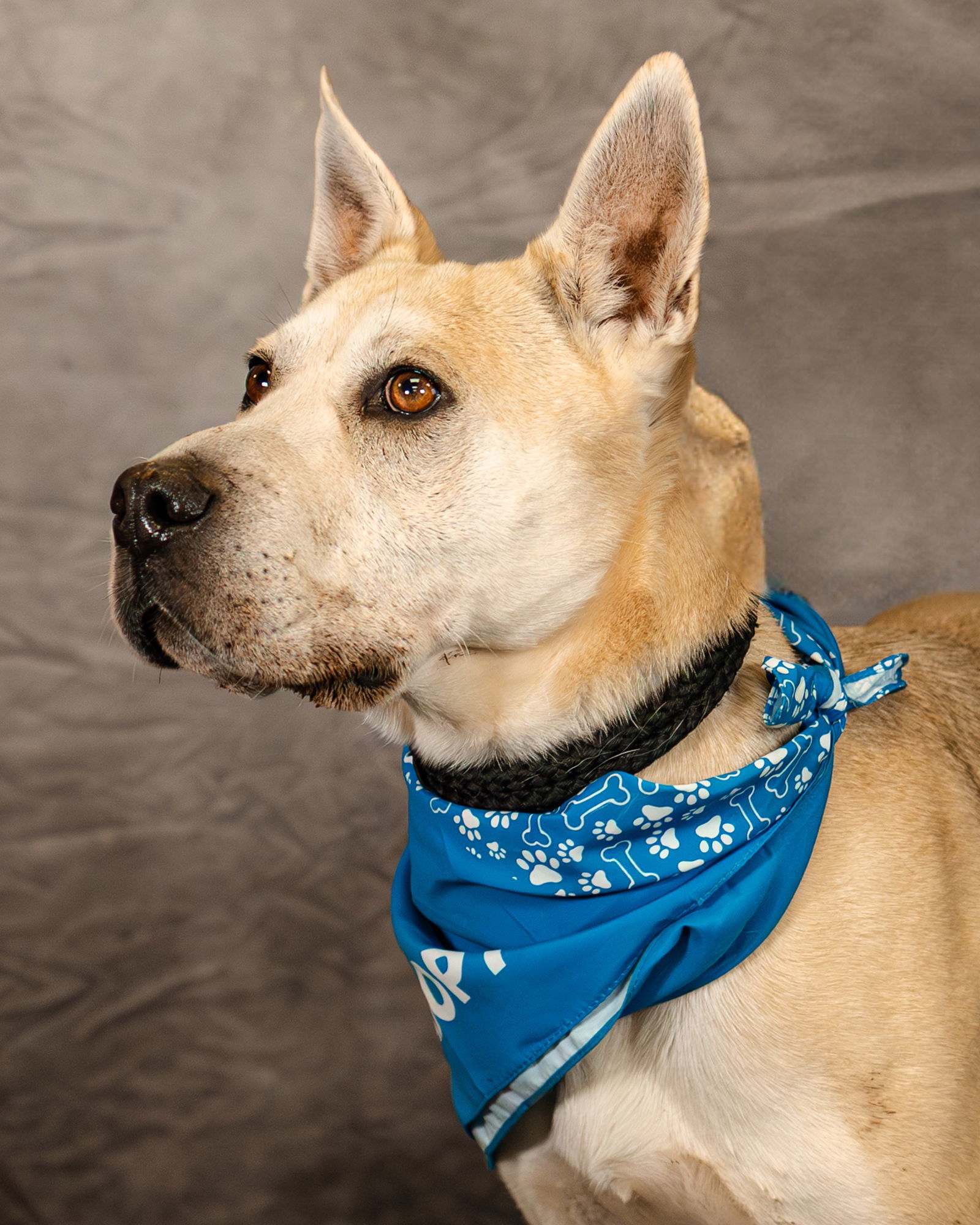 Gloria, an adoptable German Shepherd Dog, Pit Bull Terrier in Clinton, OK, 73601 | Photo Image 2