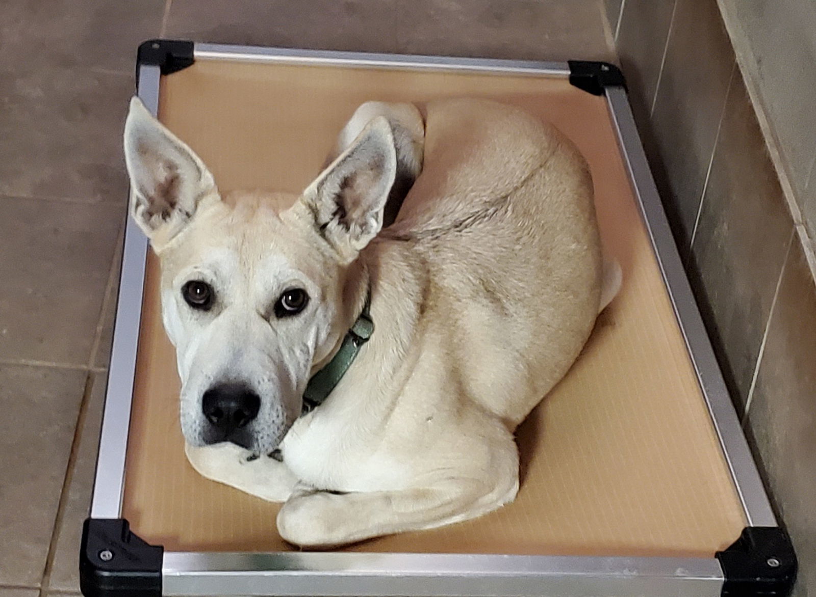 Gloria, an adoptable German Shepherd Dog, Pit Bull Terrier in Clinton, OK, 73601 | Photo Image 3