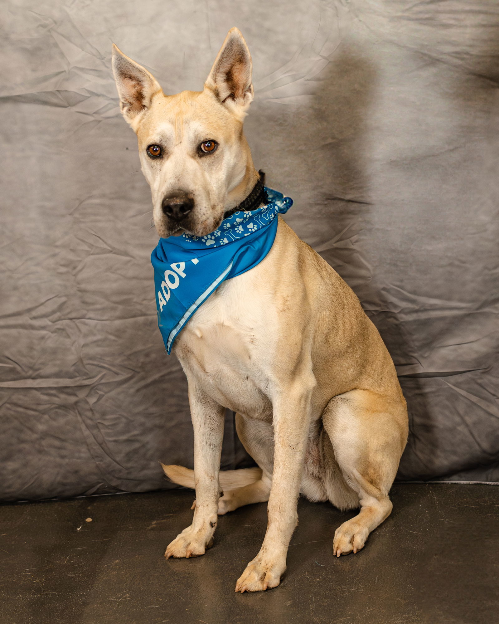 Gloria, an adoptable German Shepherd Dog, Pit Bull Terrier in Clinton, OK, 73601 | Photo Image 3