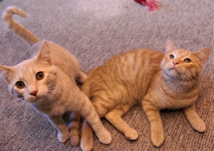 Bert & Ernie (Bonded Pair & FeLV+) - Not Currently Accepting New Applications (Waitlist Only) 3