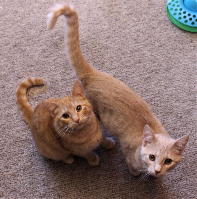 Bert & Ernie (Bonded Pair & FeLV+) - Not Currently Accepting New Applications (Waitlist Only)