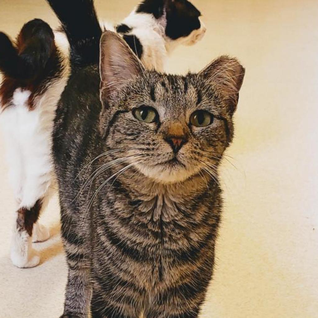 Dakota, an adoptable Domestic Short Hair in Kanab, UT, 84741 | Photo Image 1