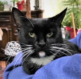 SPARROW - Silky, Soft, Stunning, Sleek, 2-Year-Old, Tuxedo Girl!