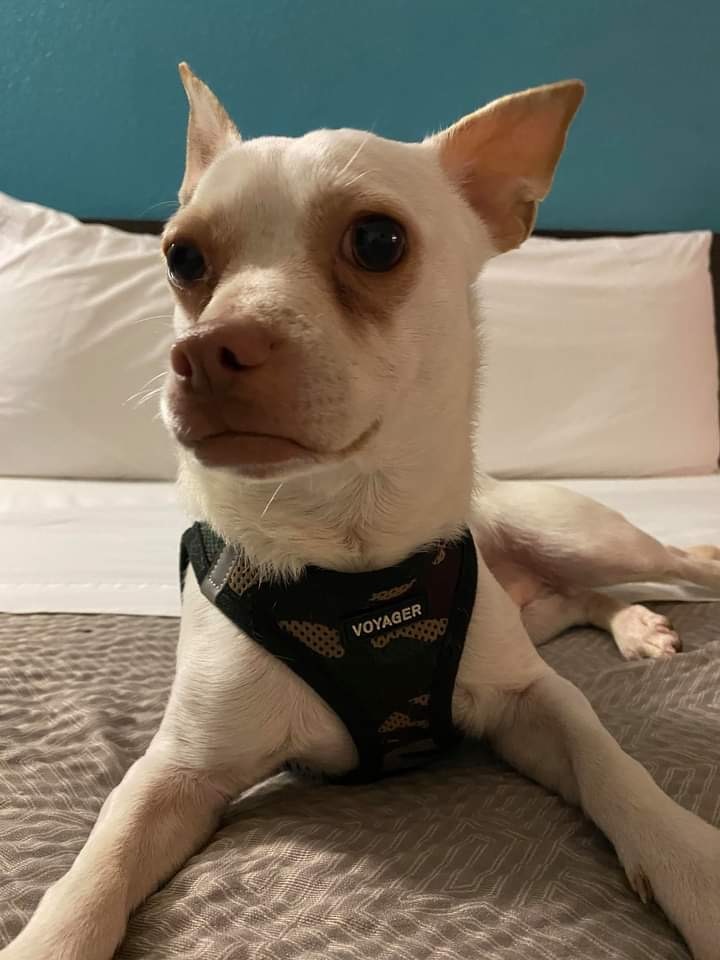 Astro, an adopted Chihuahua in Charlottesville, VA_image-1
