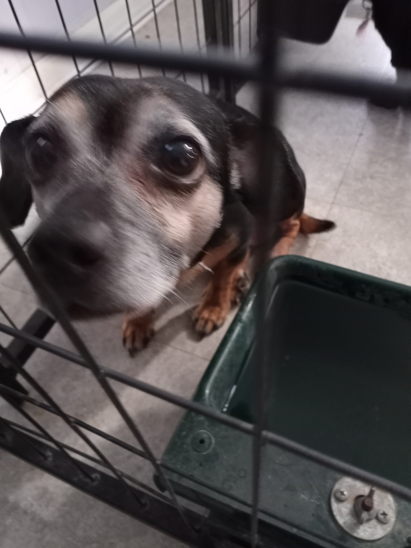 JUNIOR, an adoptable Chihuahua, Miniature Pinscher in New Palestine, IN, 46163 | Photo Image 3