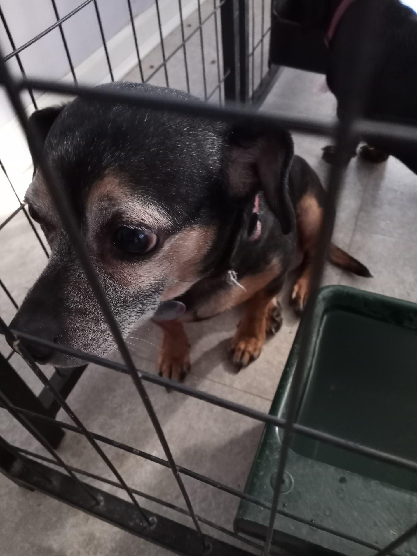 JUNIOR, an adoptable Chihuahua, Miniature Pinscher in New Palestine, IN, 46163 | Photo Image 4