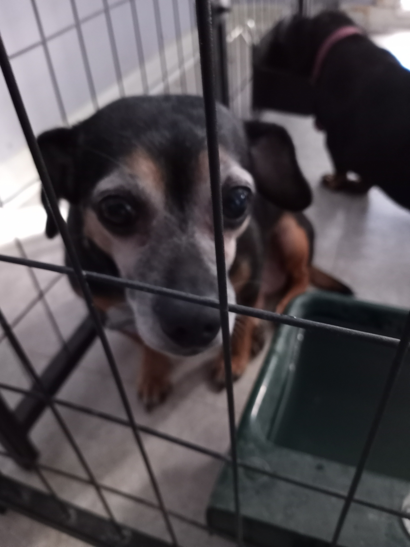 JUNIOR, an adoptable Chihuahua, Miniature Pinscher in New Palestine, IN, 46163 | Photo Image 6