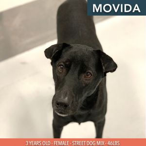 Movida