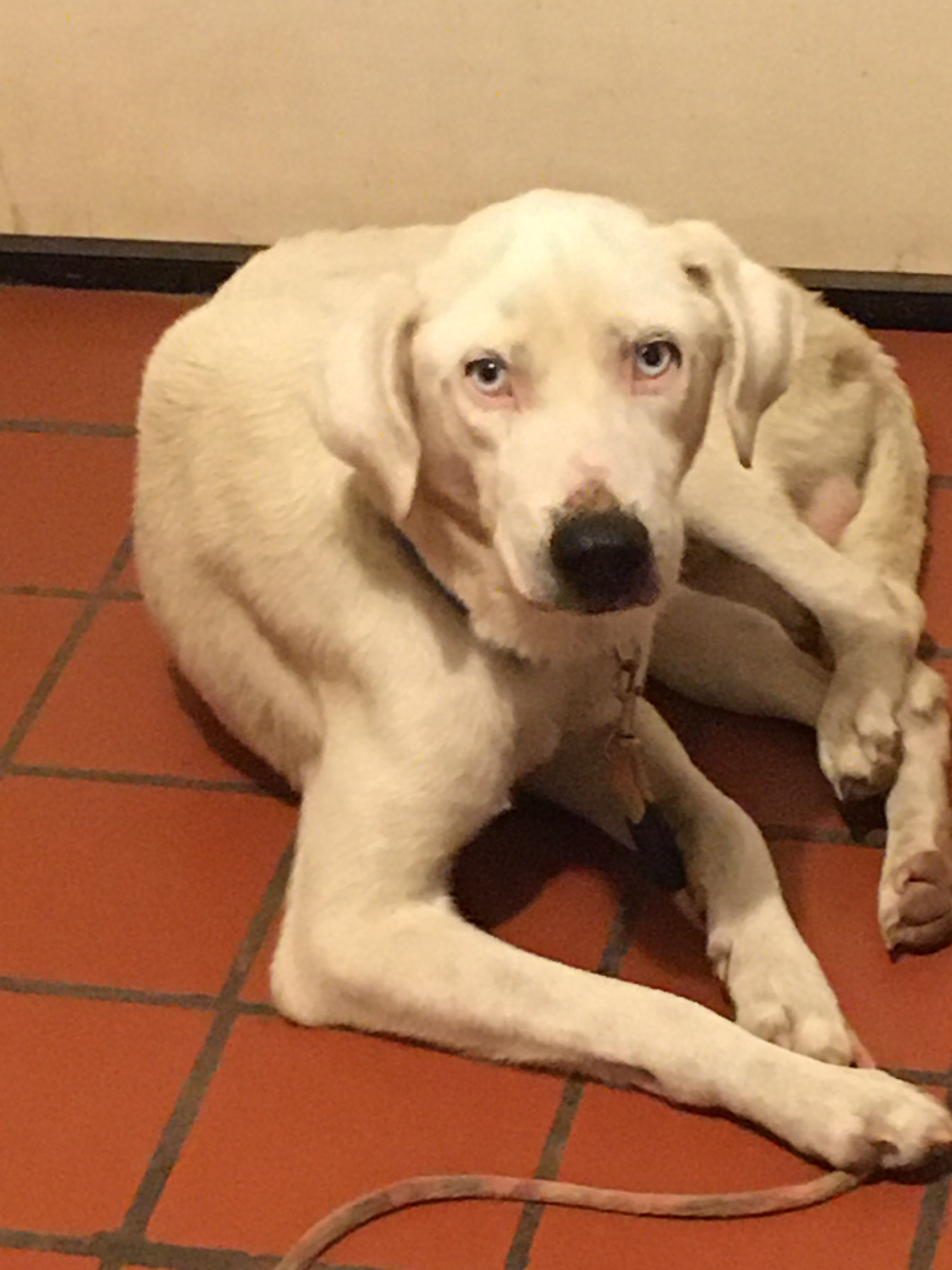 Asher, an adoptable Labrador Retriever, Husky in South Pittsburg, TN, 37380 | Photo Image 1