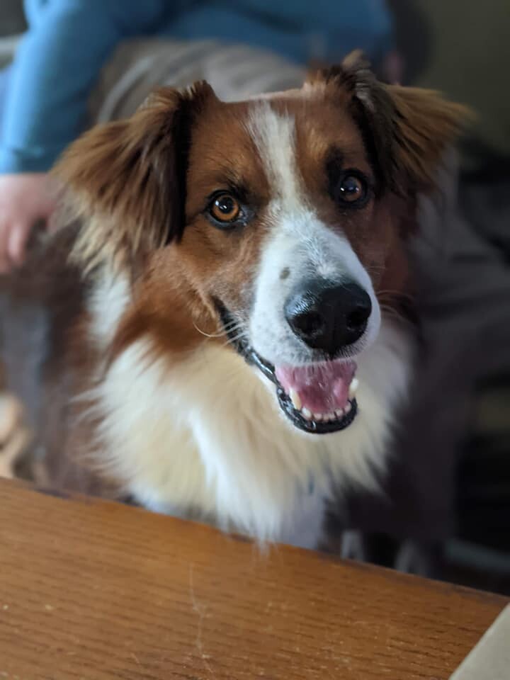 Dog for adoption Kumo, an Australian Shepherd in Old Lyme, CT Petfinder