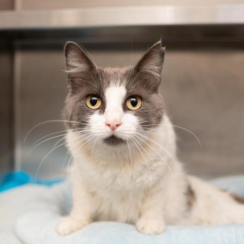 Amelia, an adoptable Domestic Short Hair in Los Angeles, CA, 90016 | Photo Image 1