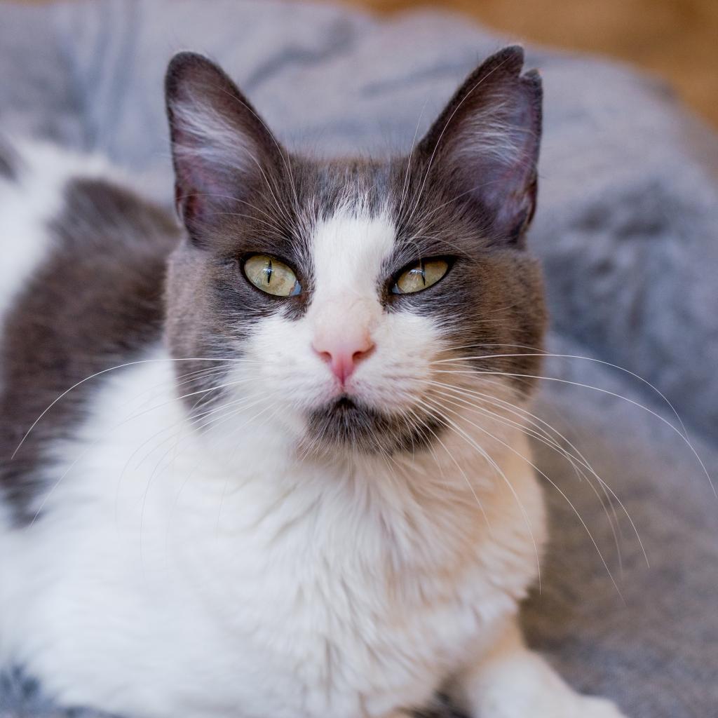 Amelia, an adoptable Domestic Short Hair in Los Angeles, CA, 90016 | Photo Image 2