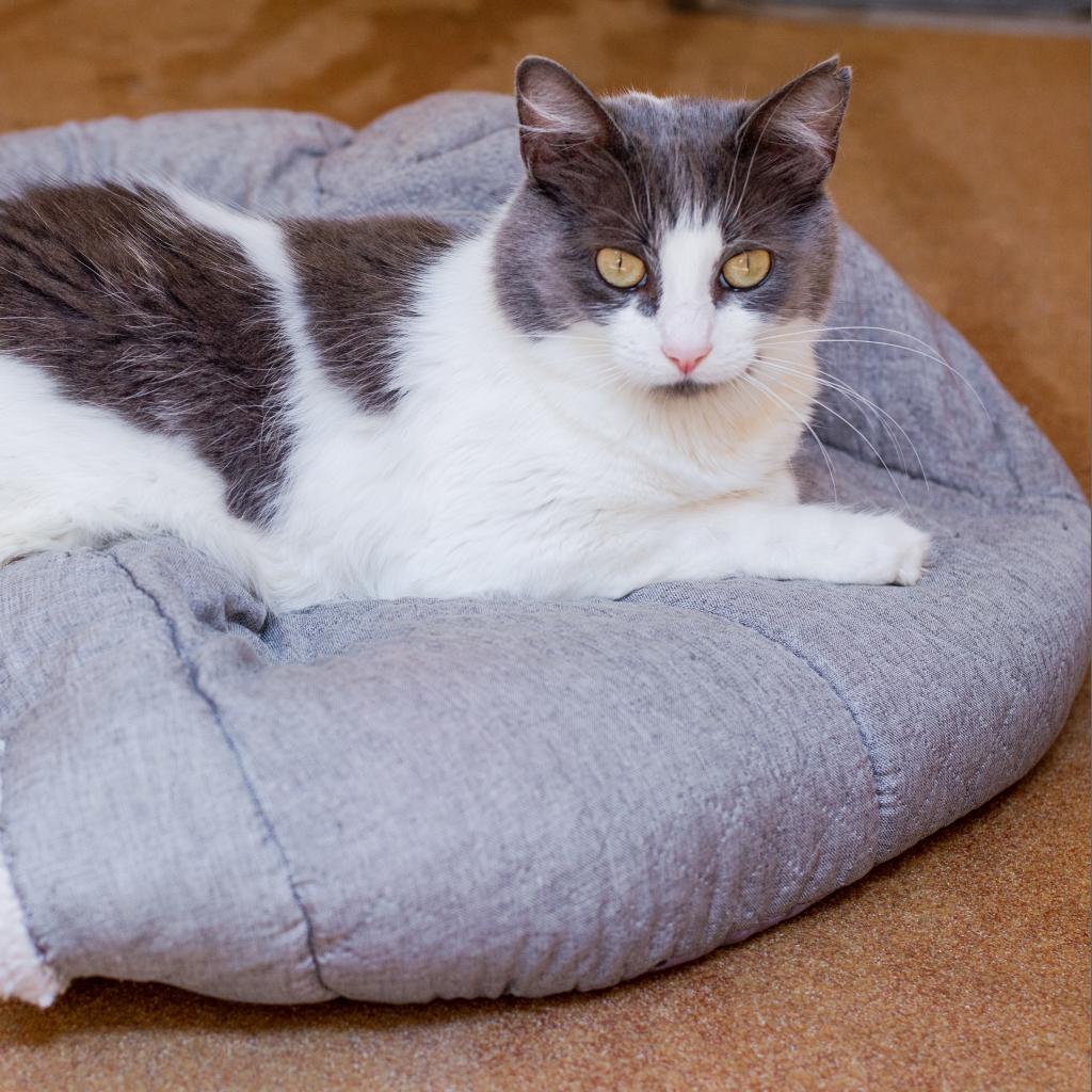 Amelia, an adoptable Domestic Short Hair in Los Angeles, CA, 90016 | Photo Image 3