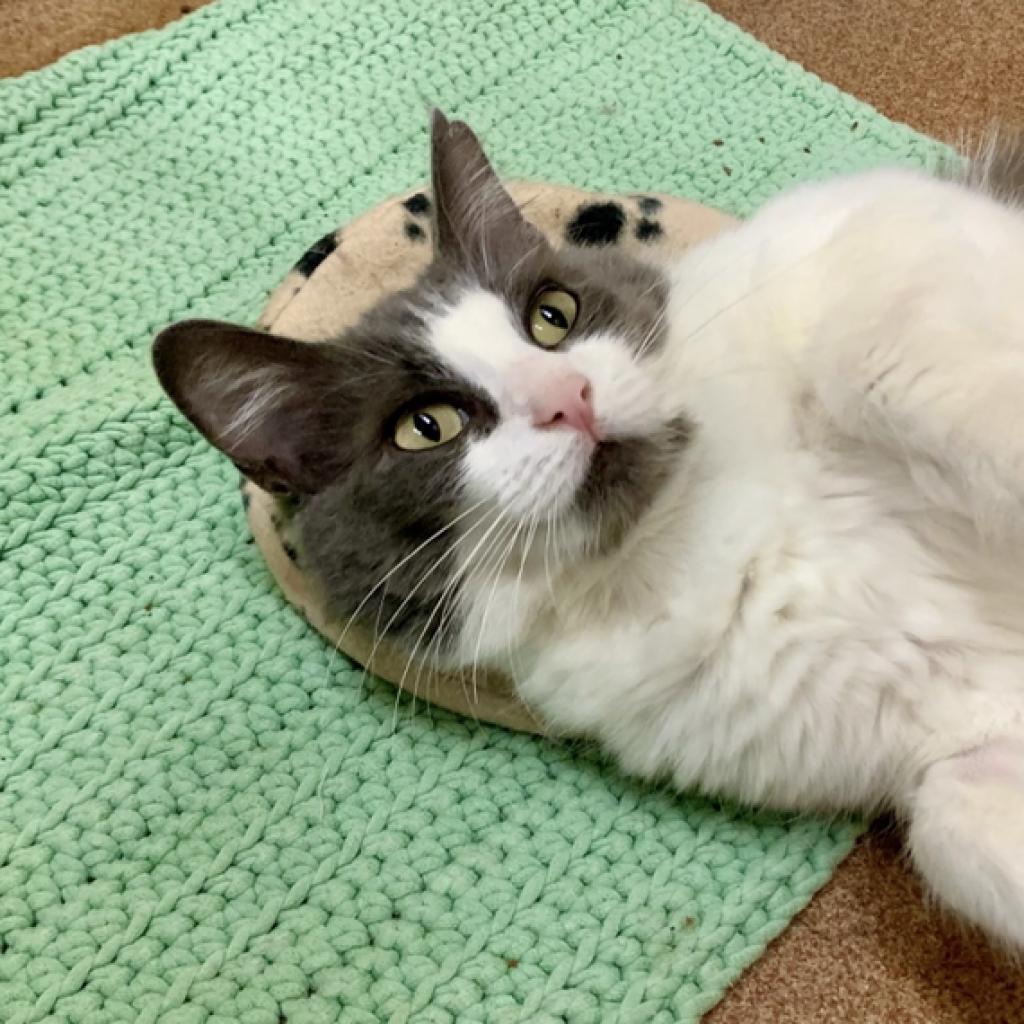 Amelia, an adoptable Domestic Short Hair in Los Angeles, CA, 90016 | Photo Image 4