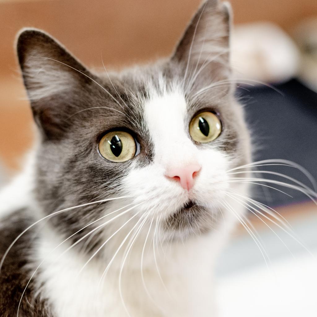 Amelia, an adoptable Domestic Short Hair in Los Angeles, CA, 90016 | Photo Image 5