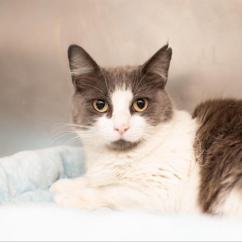 Amelia, an adoptable Domestic Short Hair in Los Angeles, CA, 90016 | Photo Image 6