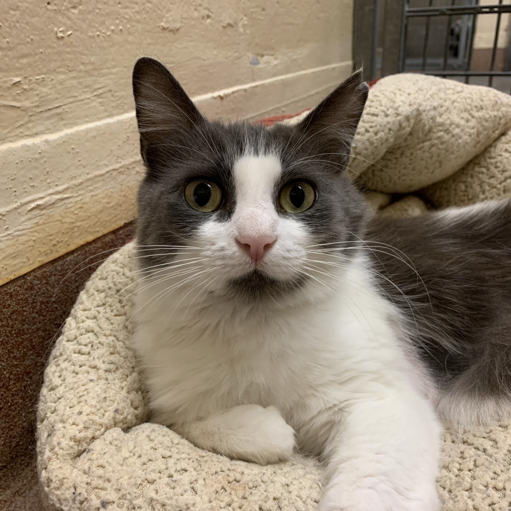 Amelia, an adoptable Domestic Short Hair in Los Angeles, CA, 90016 | Photo Image 6