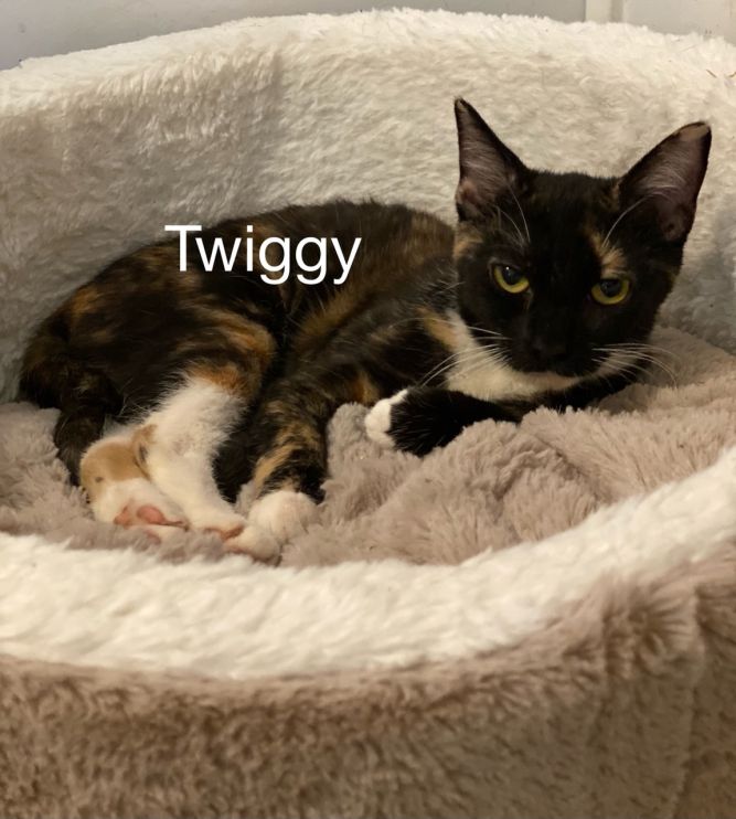 Twiggy