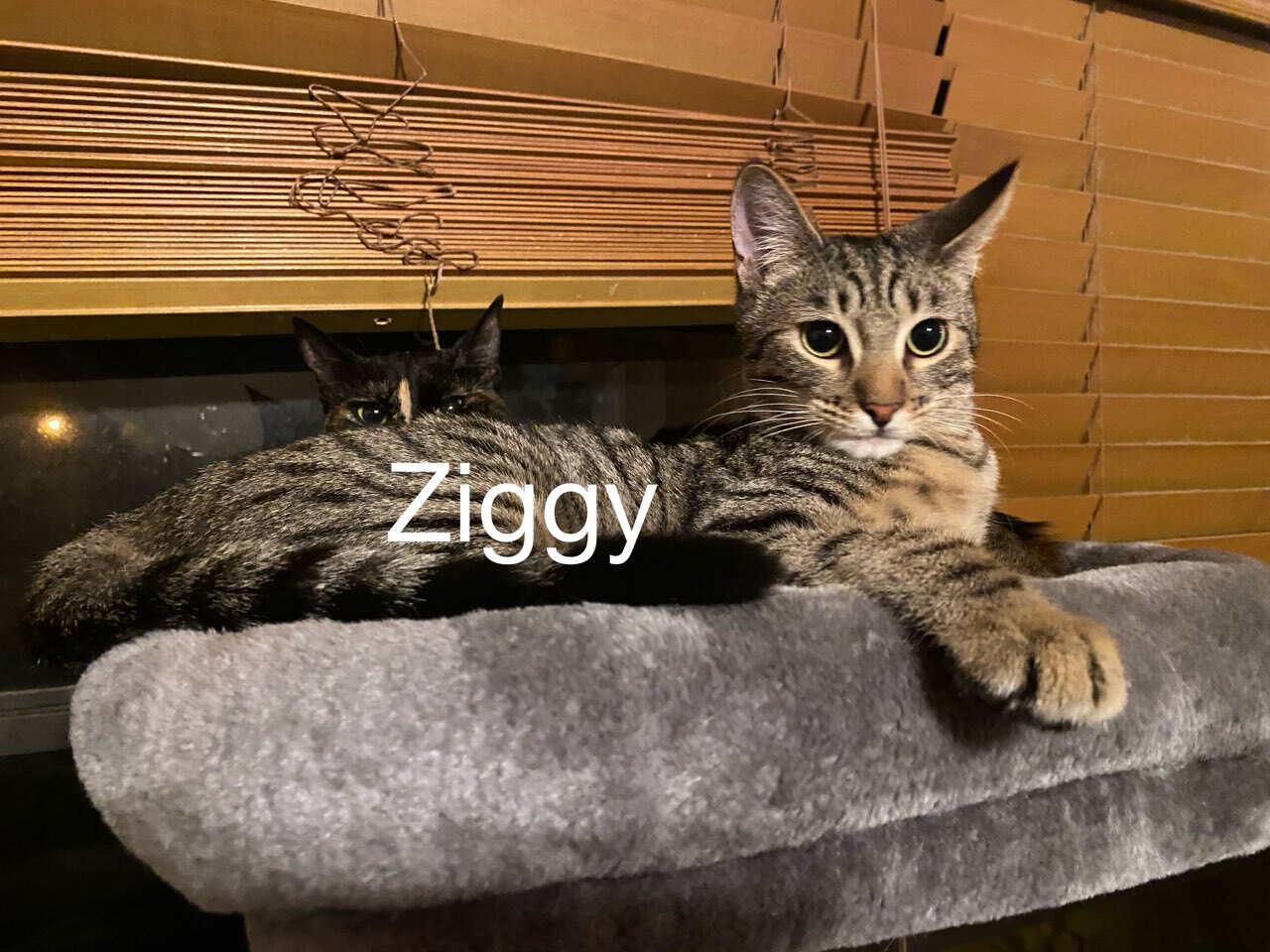 Ziggy detail page