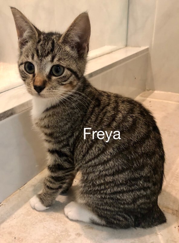 Freya 1