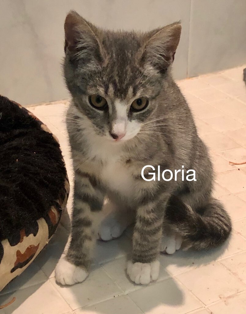 Gloria detail page
