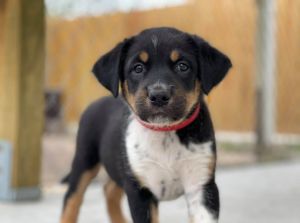 Socks (Snowmageddon Litter)