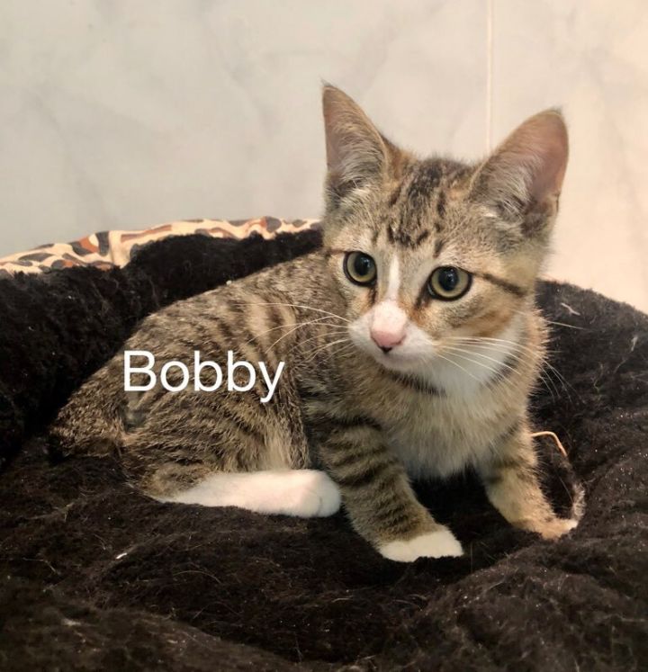 Bobby 1