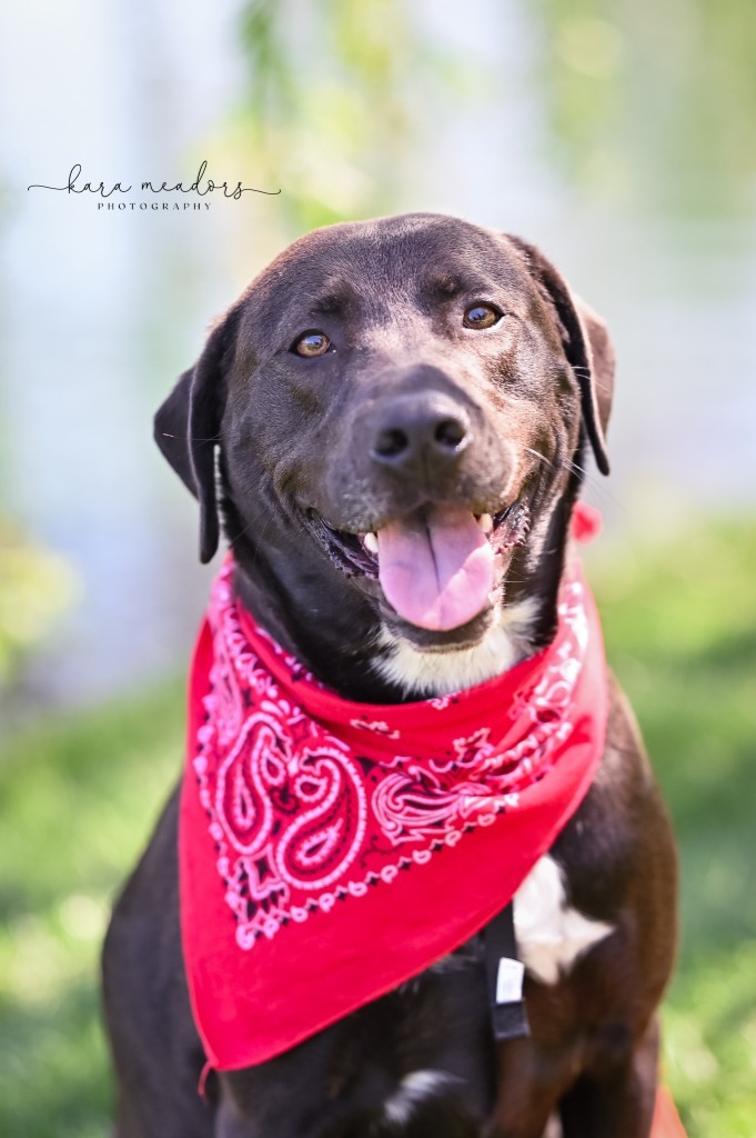 Buzz, an adoptable Labrador Retriever, Hound in Waxhaw, NC, 28173 | Photo Image 1